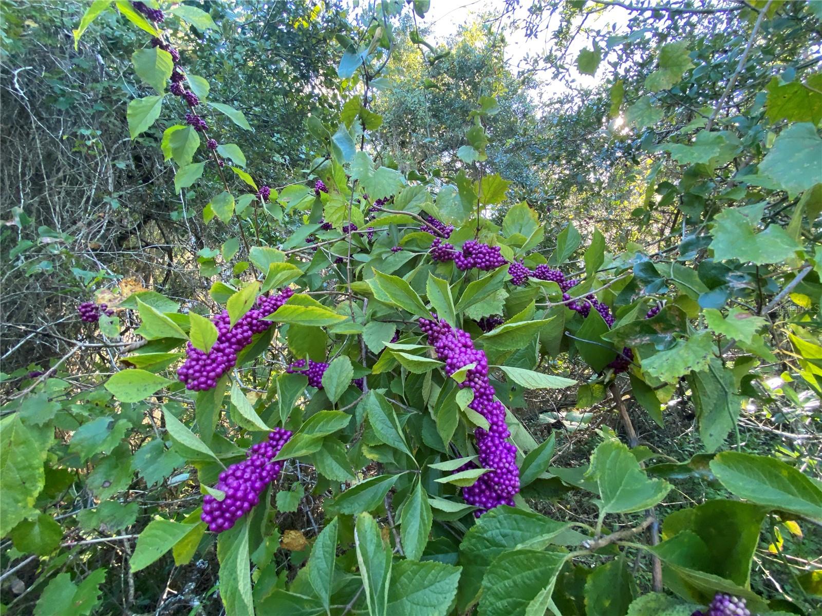 7373 E SAVANNAH CT, FLORAL CITY, FL, 34436