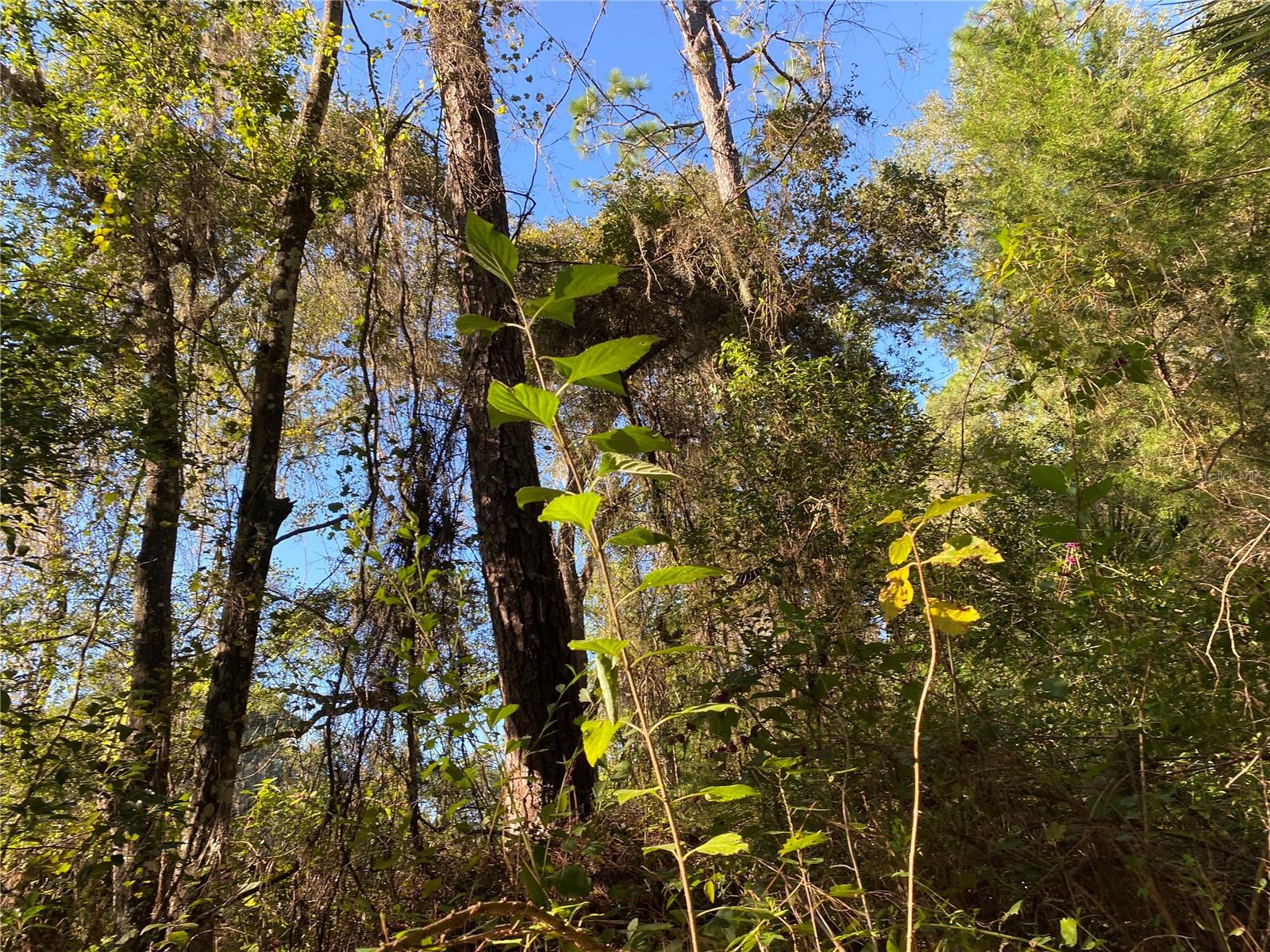 7373 E SAVANNAH CT, FLORAL CITY, FL, 34436