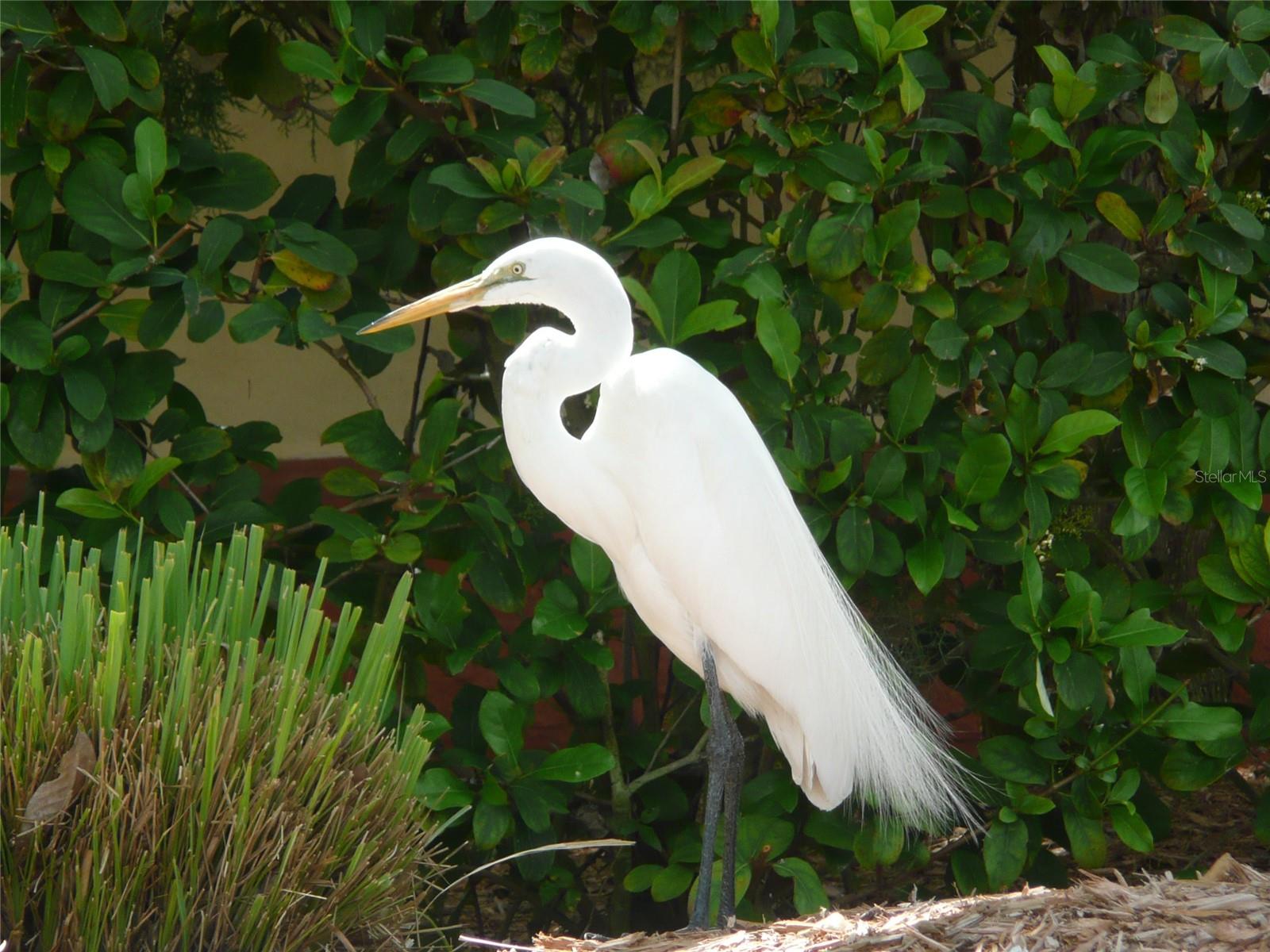 466 SUNNYSIDE DR, VENICE, FL, 34293