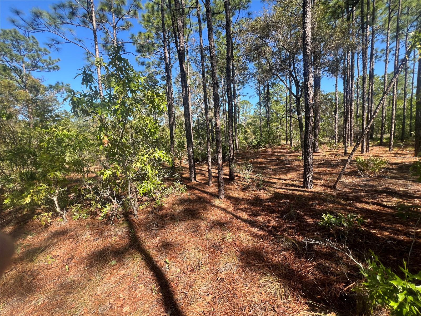 11418 THAMES AVE, WEEKI WACHEE, FL, 34614