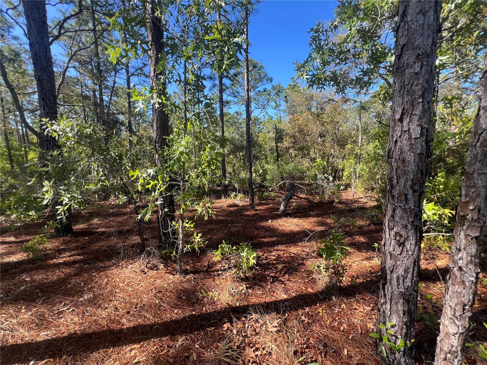 11418 THAMES AVE, WEEKI WACHEE, FL, 34614