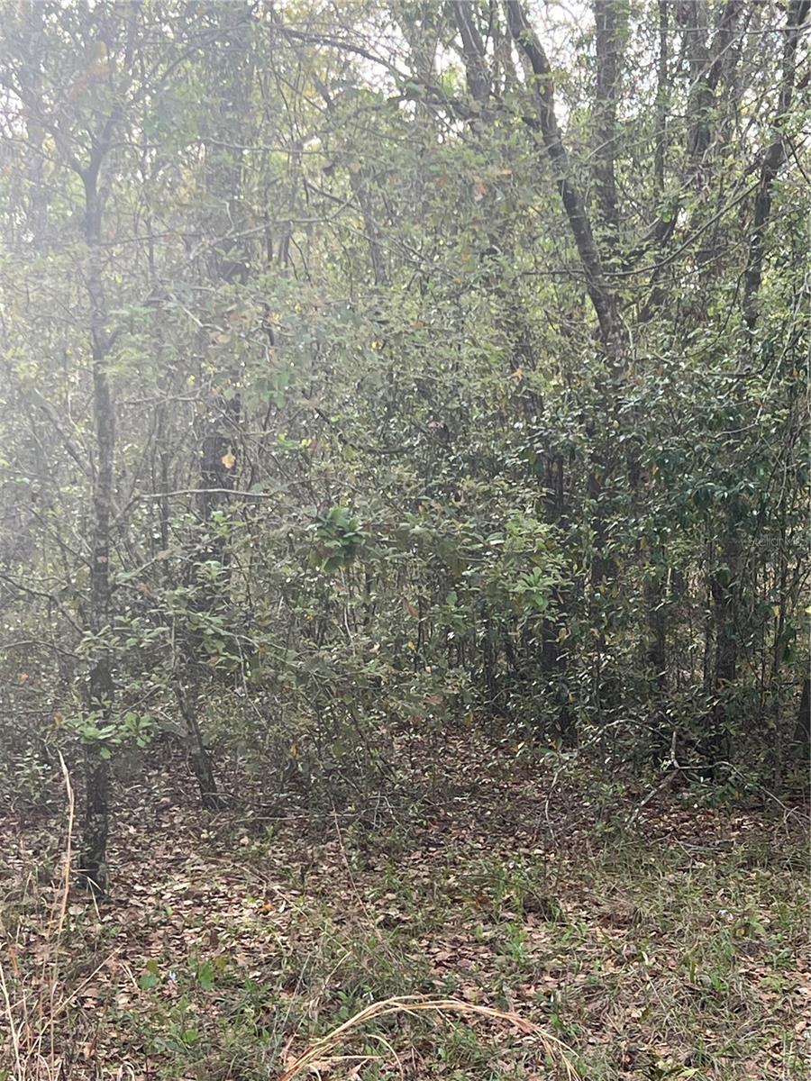 0000 NE 125TH ST, BRONSON, FL, 32621