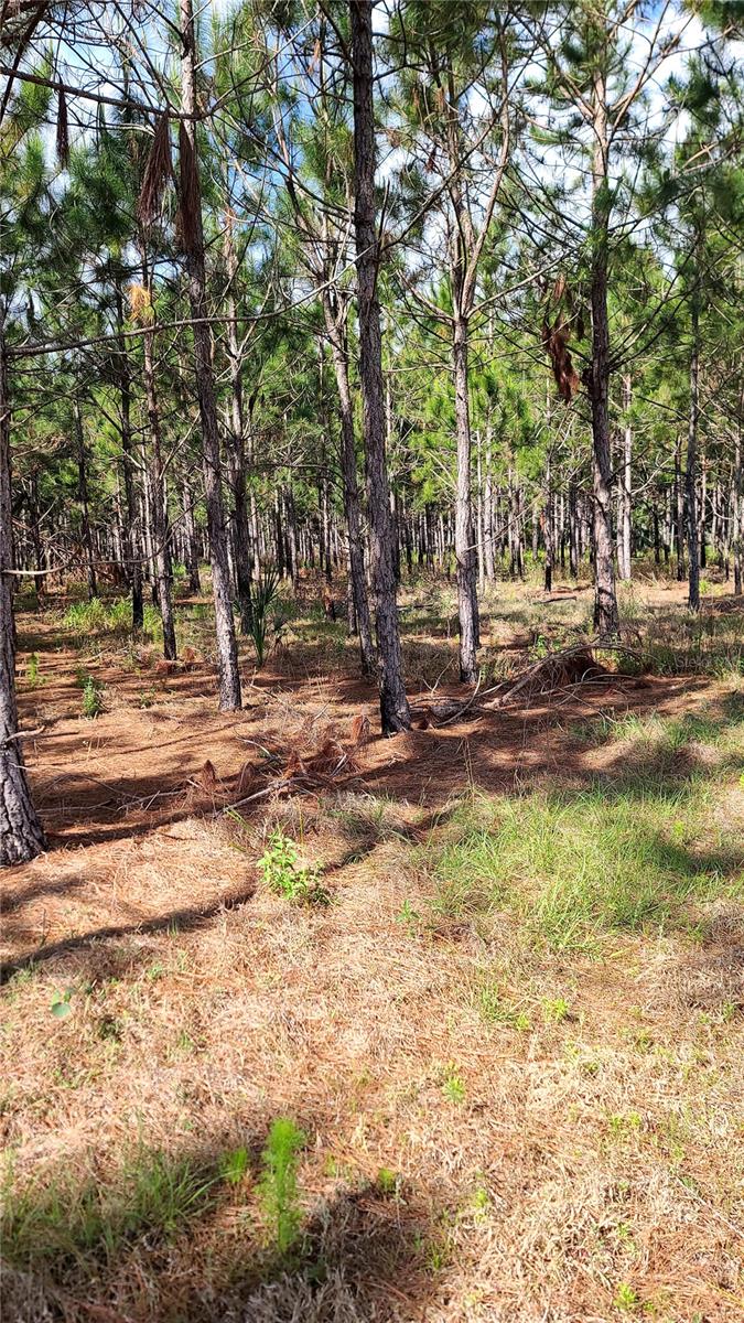 18105 BETHLEHEM RD, LITHIA, FL, 33547