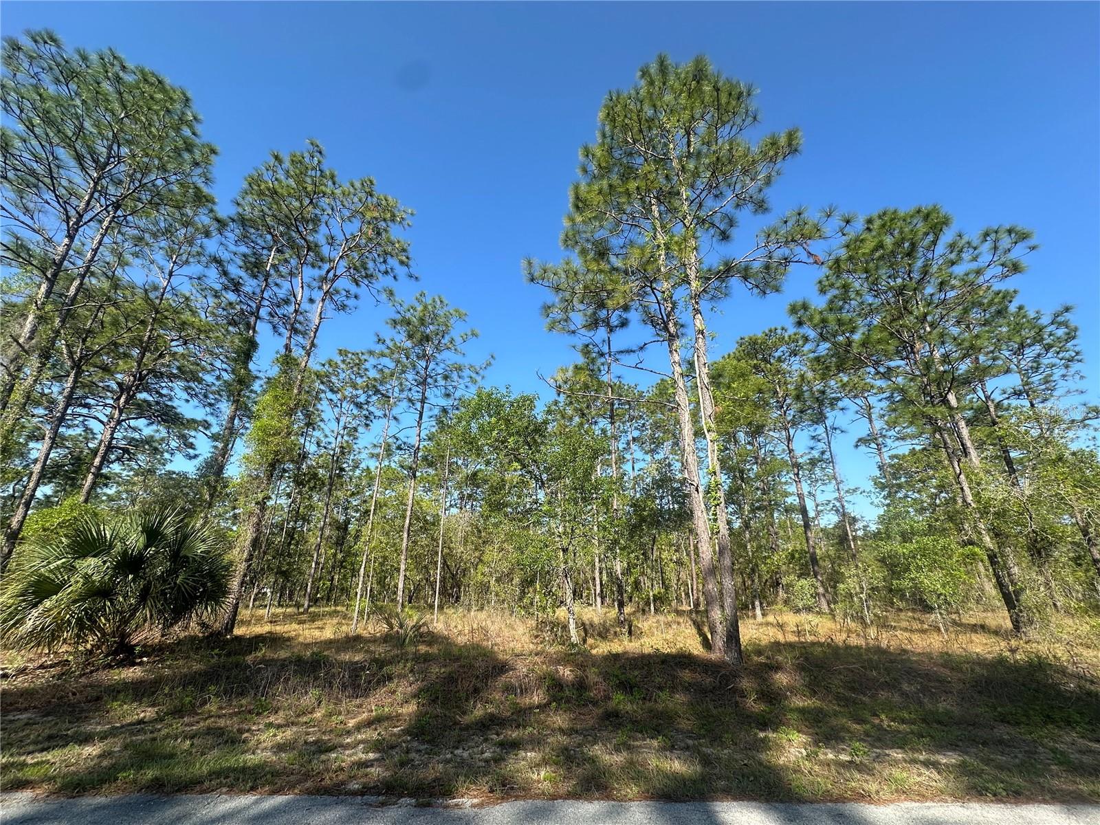 NW NARCISSUS RD, DUNNELLON, FL, 34431