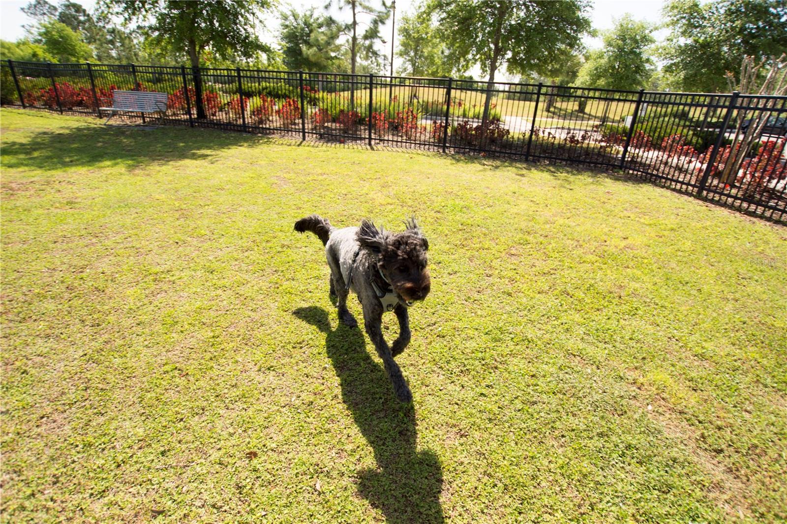 17988 PASSIONFLOWER CIR, CLERMONT, FL, 34714