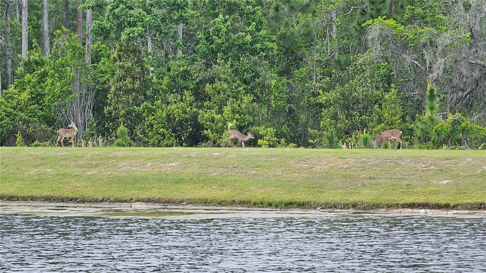 17988 PASSIONFLOWER CIR, CLERMONT, FL, 34714