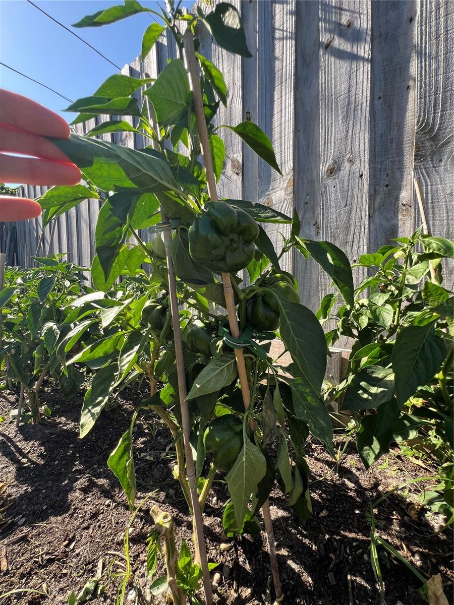 1748 RAGLAND AVE, CLEARWATER, FL, 33765