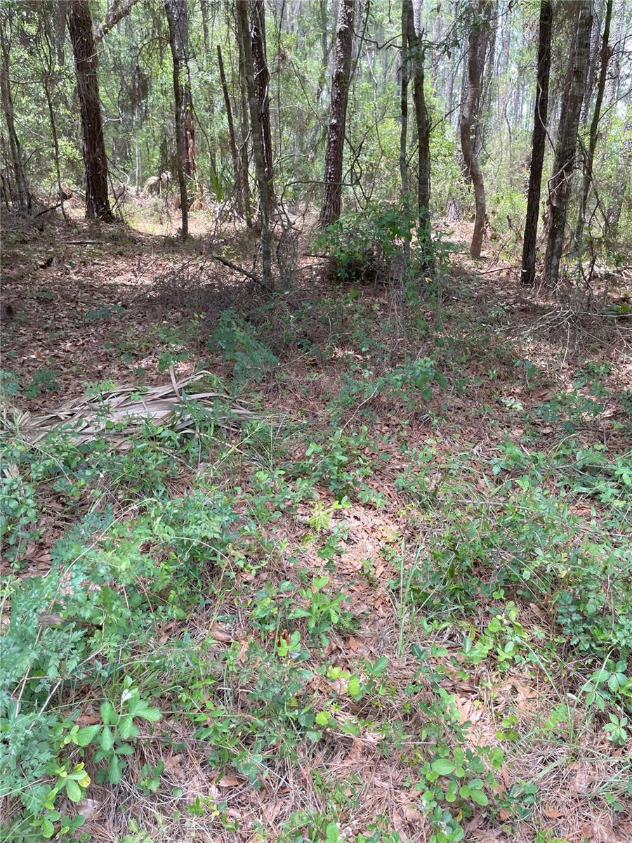 9238 N ATHENIA DR, CITRUS SPRINGS, FL, 34434