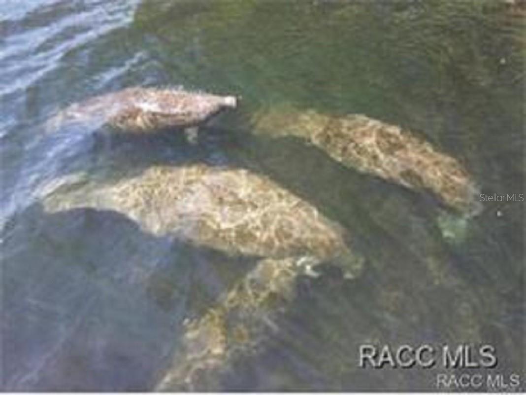 11145 N EASTER TER, CITRUS SPRINGS, FL, 34434