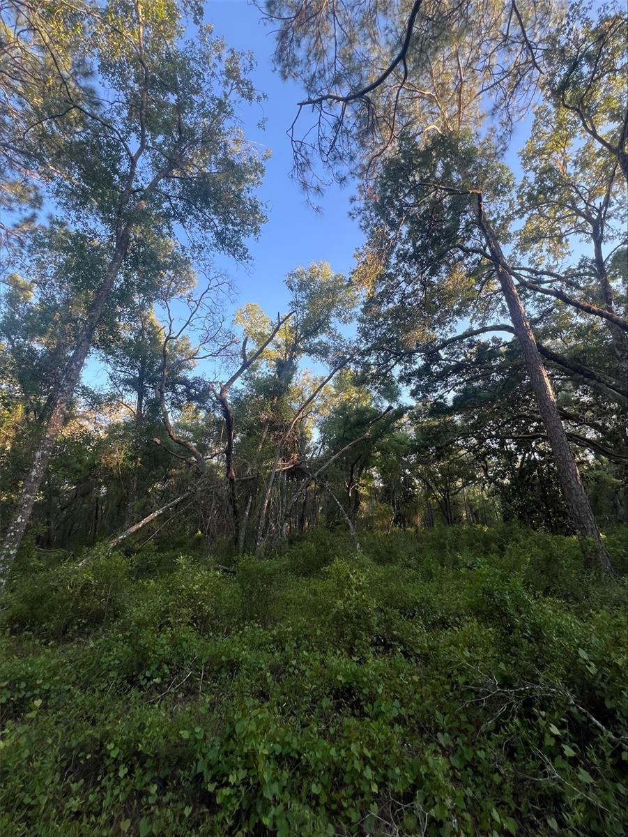 PINON DR, WEBSTER, FL, 33597