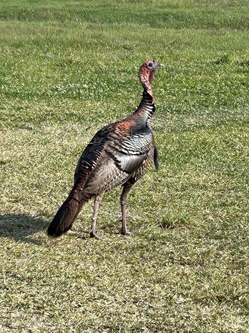 3650 LAKE TOHOPEKALIGA RD, ST CLOUD, FL, 34772