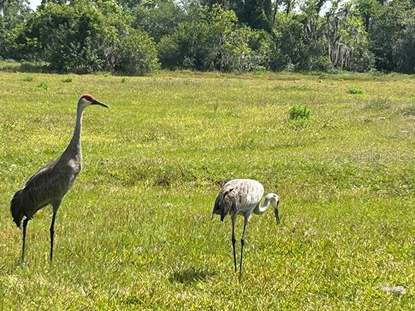 3650 LAKE TOHOPEKALIGA RD, ST CLOUD, FL, 34772