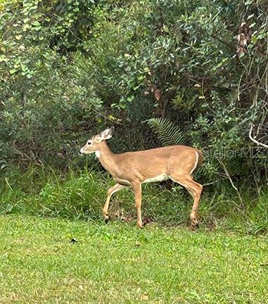 3650 LAKE TOHOPEKALIGA RD, ST CLOUD, FL, 34772