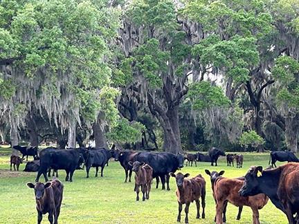 3650 LAKE TOHOPEKALIGA RD, ST CLOUD, FL, 34772