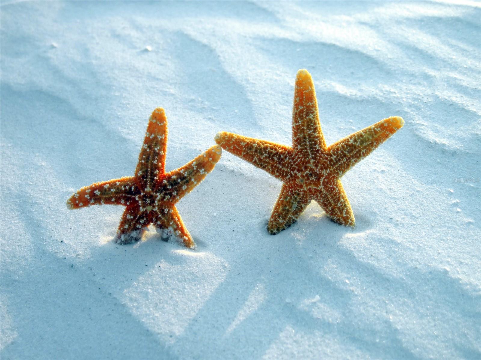 1575 BLVD OF THE ARTS, SARASOTA, FL, 34236