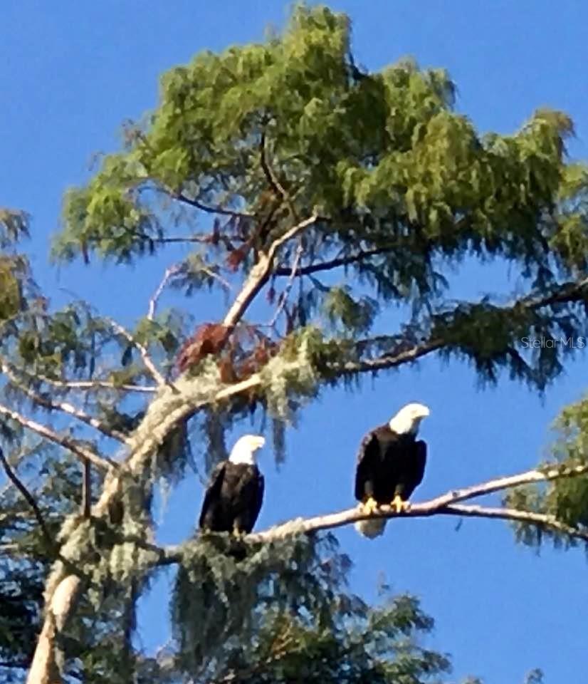 348 GEORGETOWN DR #348, CASSELBERRY, FL, 32707