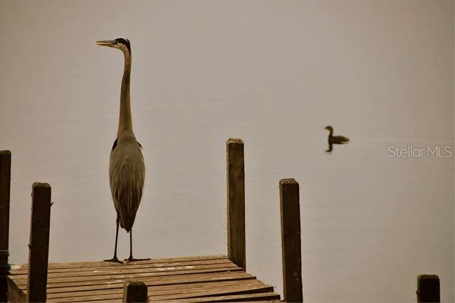 348 GEORGETOWN DR #348, CASSELBERRY, FL, 32707