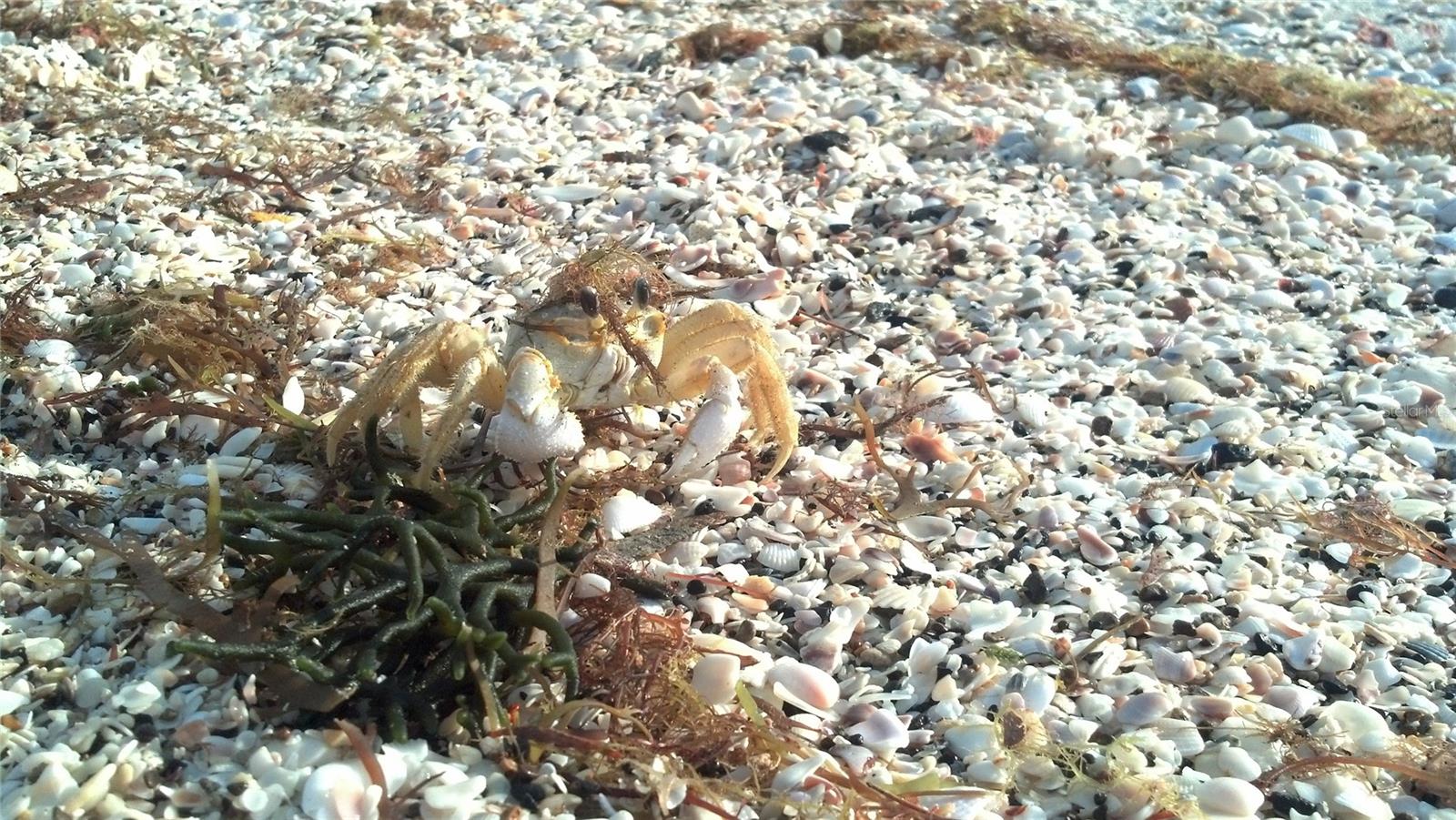 135 WAHOO DR, ROTONDA WEST, FL, 33947