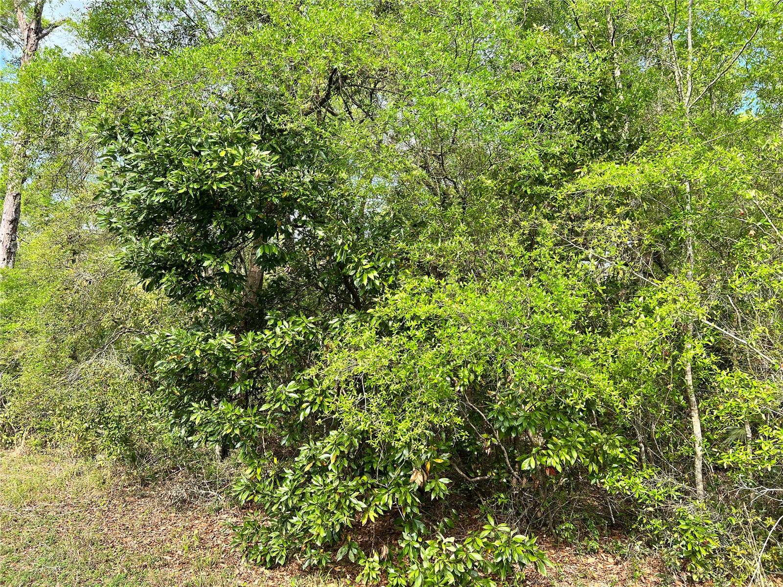 NW 74TH CT #112, CHIEFLAND, FL, 32626