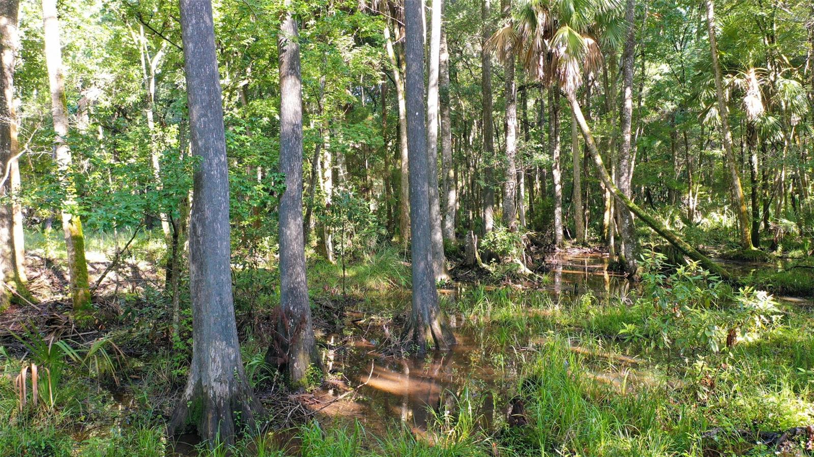 0000 SW FOX TROT RD, CHIEFLAND, FL, 32626