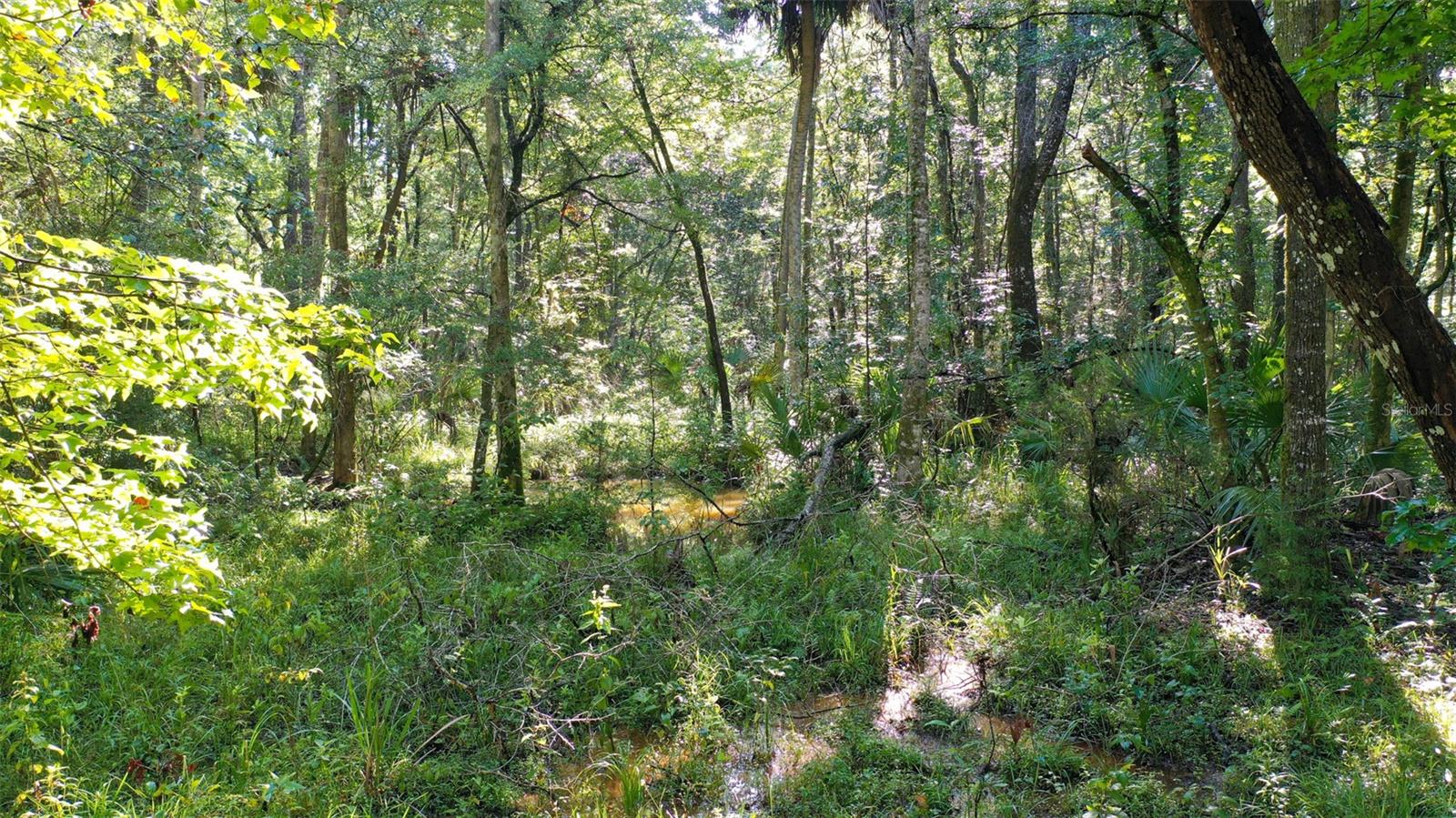 0000 SW FOX TROT RD, CHIEFLAND, FL, 32626