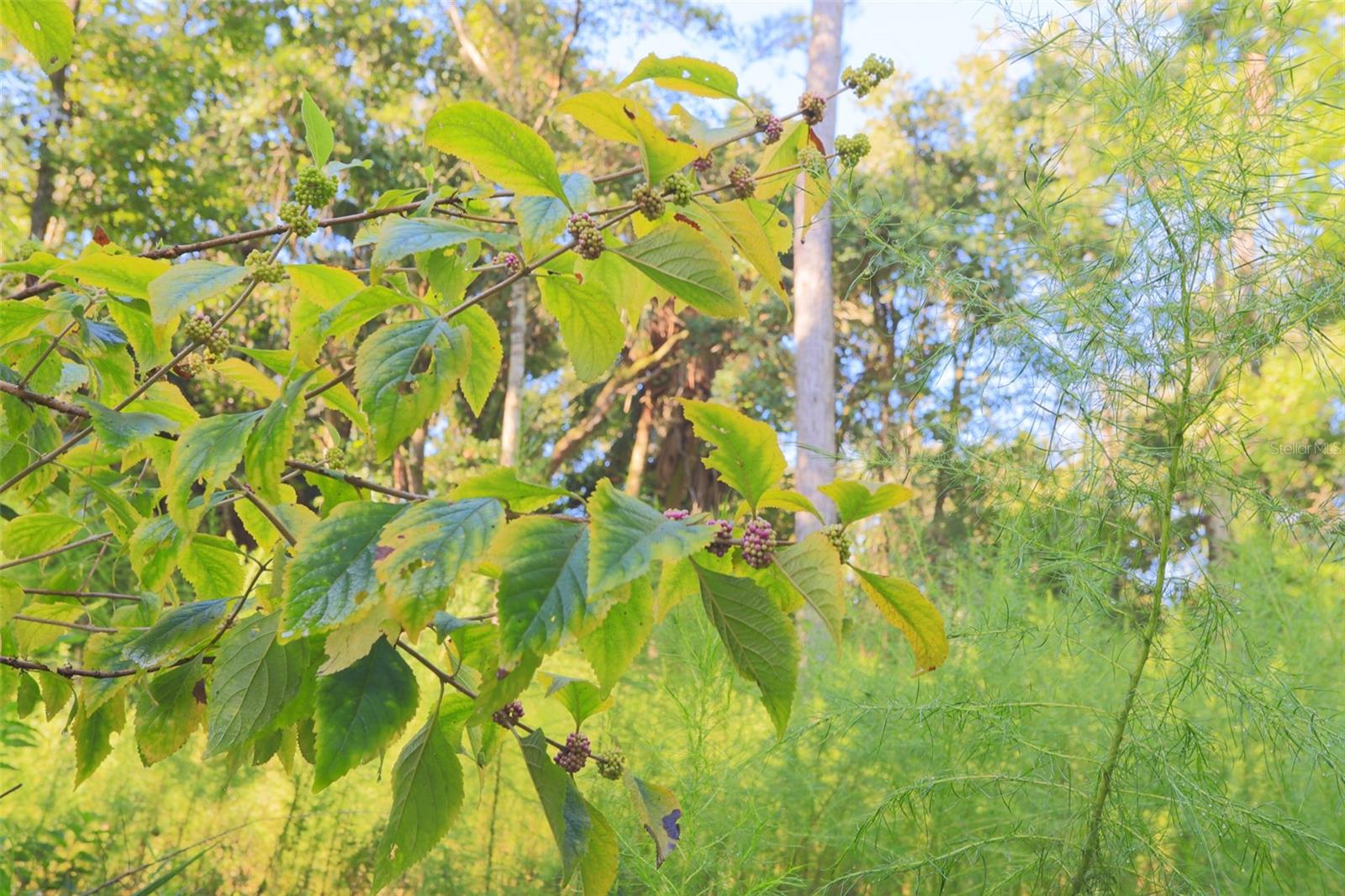 0000 SW FOX TROT RD, CHIEFLAND, FL, 32626