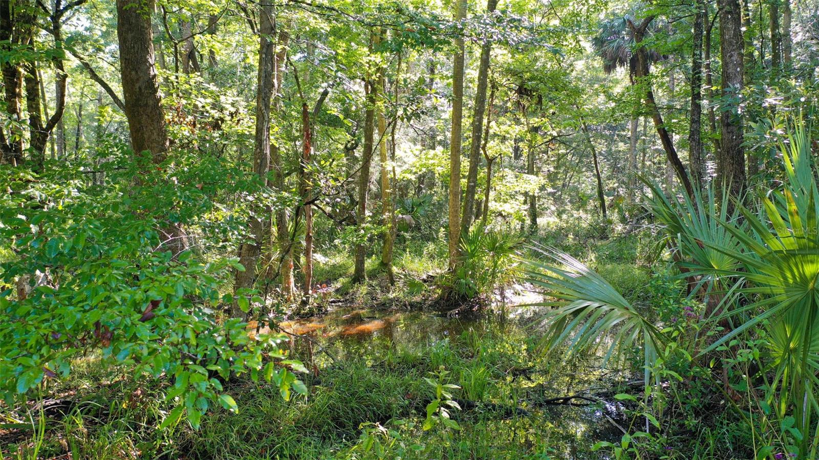 0000 SW FOX TROT RD, CHIEFLAND, FL, 32626