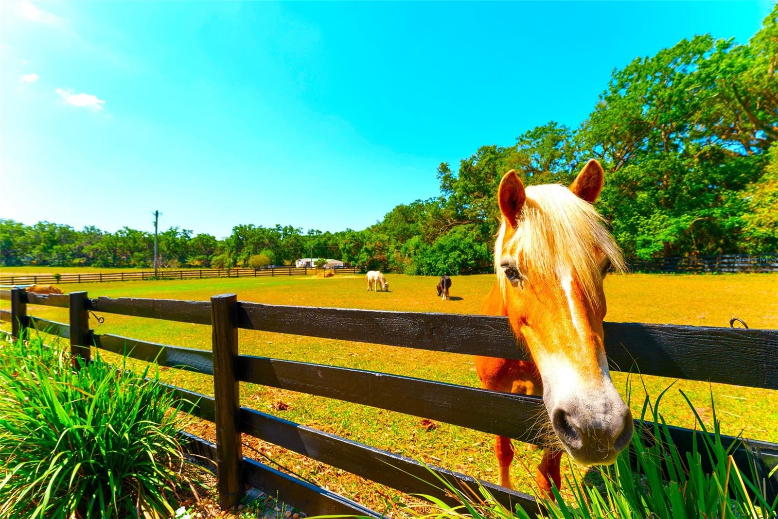 35841 TIMBERTOP LN, FRUITLAND PARK, FL, 34731