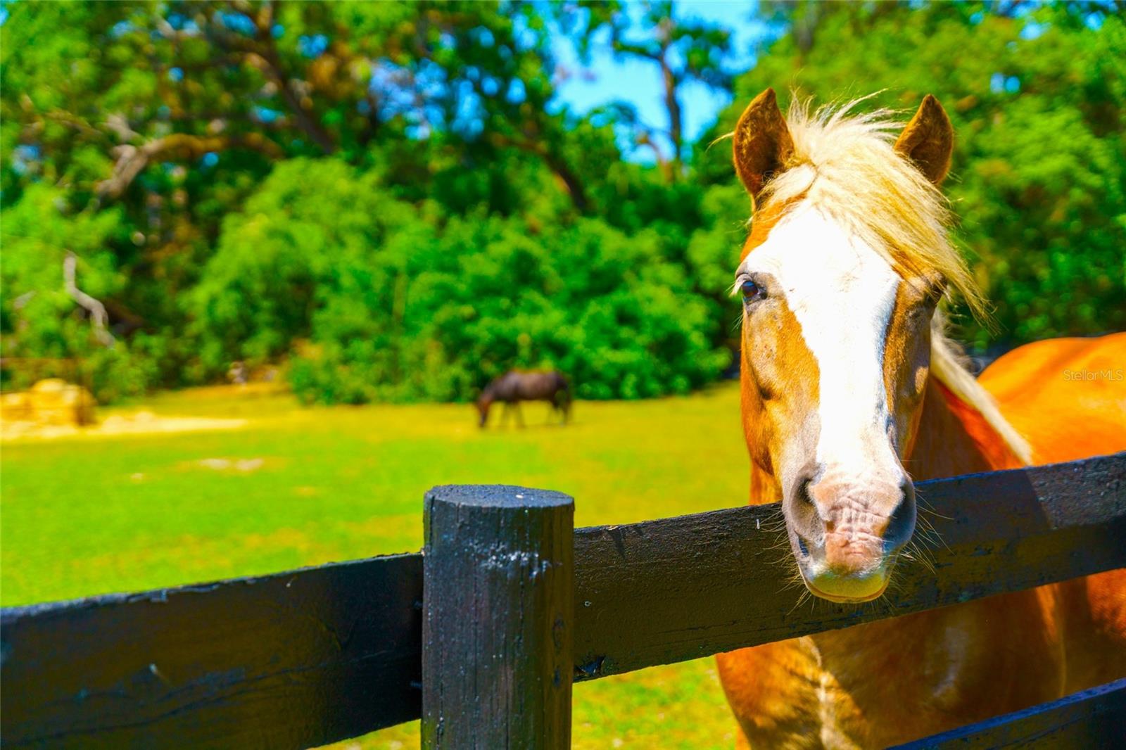 35841 TIMBERTOP LN, FRUITLAND PARK, FL, 34731