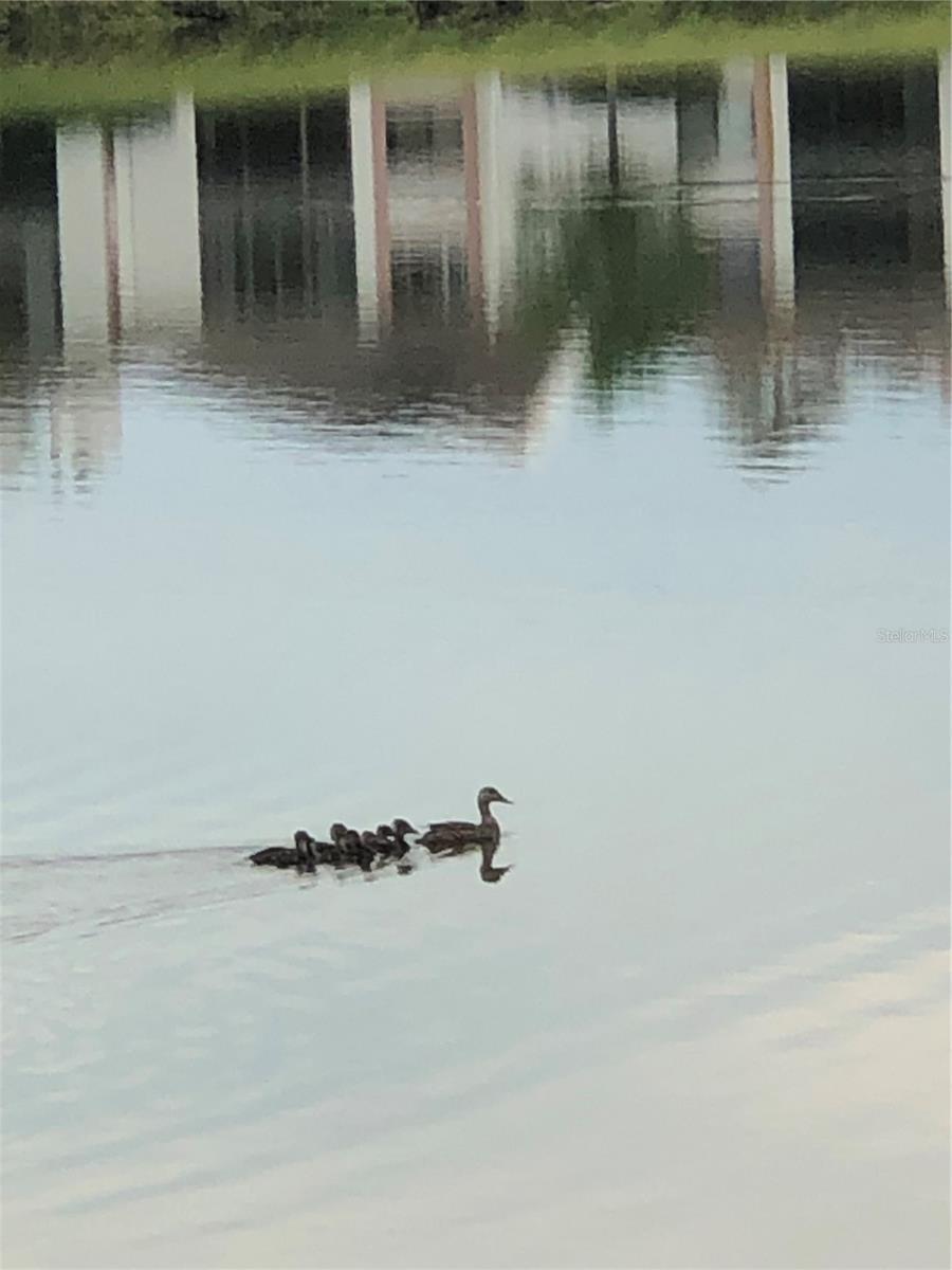 215 NINA WAY, OLDSMAR, FL, 34677