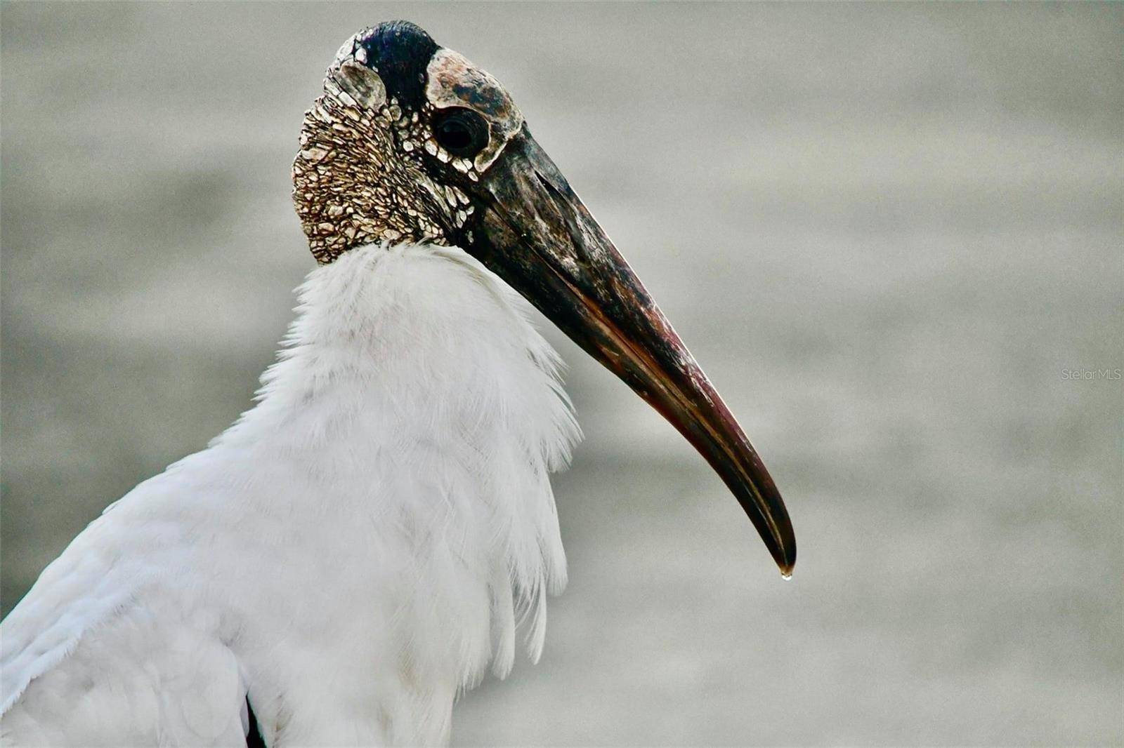 13018 BUOY CT, HUDSON, FL, 34667