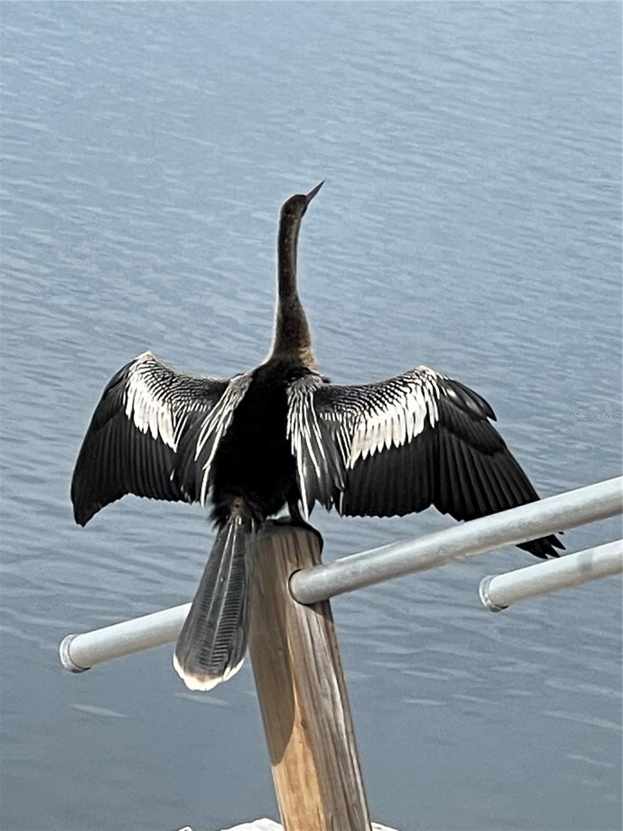 13018 BUOY CT, HUDSON, FL, 34667