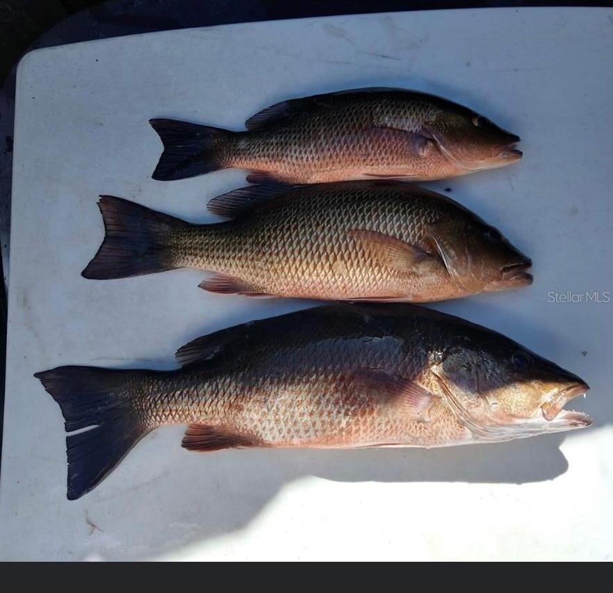 13018 BUOY CT, HUDSON, FL, 34667