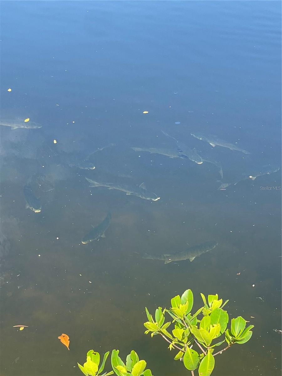 13018 BUOY CT, HUDSON, FL, 34667