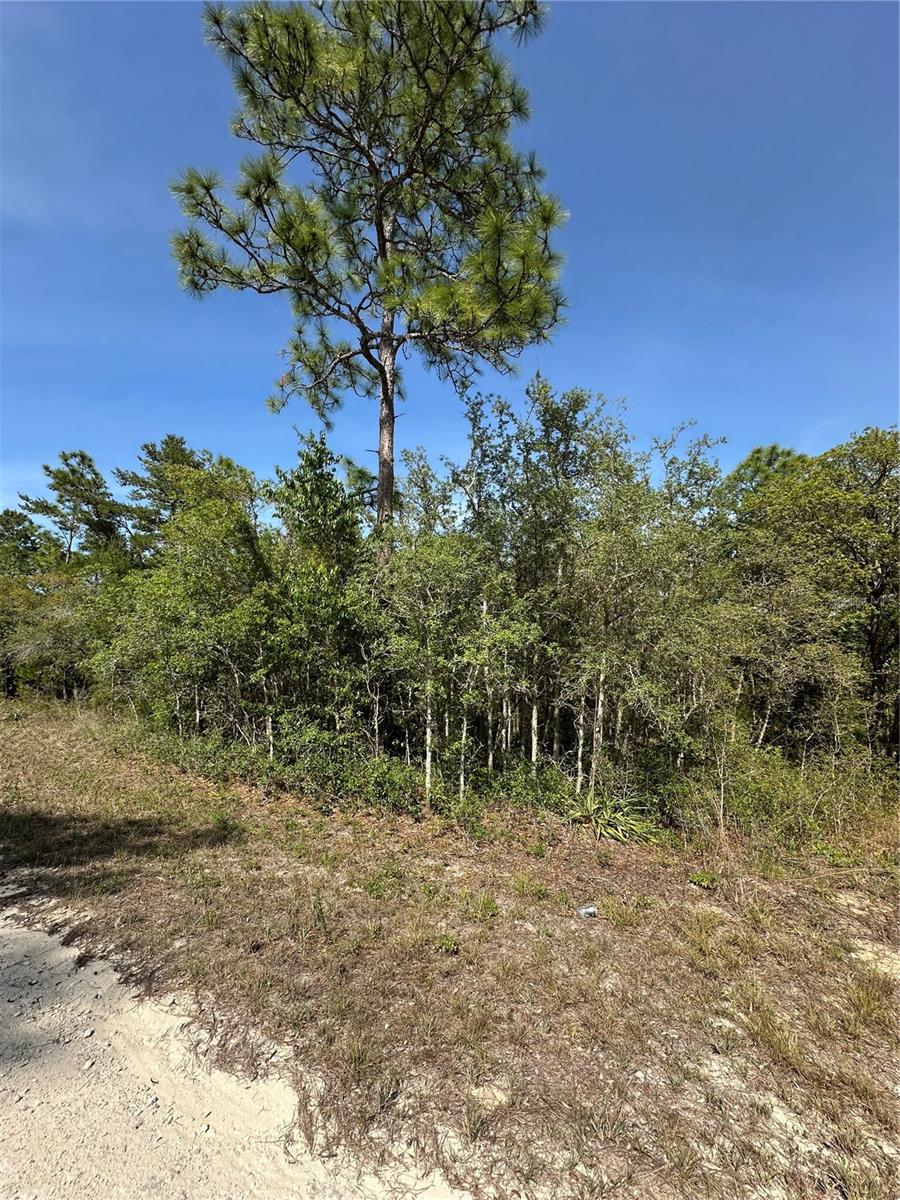 14106 EASTERN PHOEBE RD, BROOKSVILLE, FL, 34614