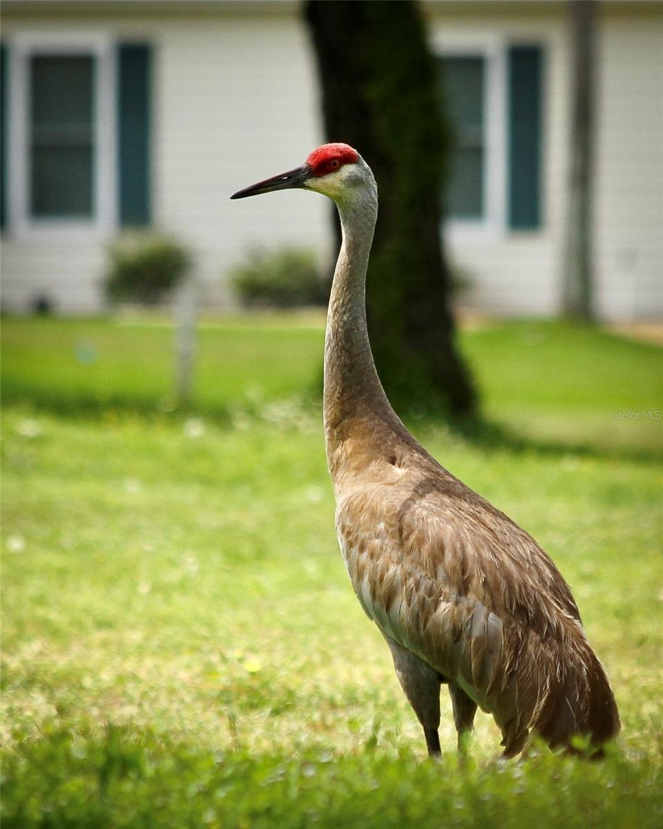 13675 SW 111TH AVE, DUNNELLON, FL, 34432