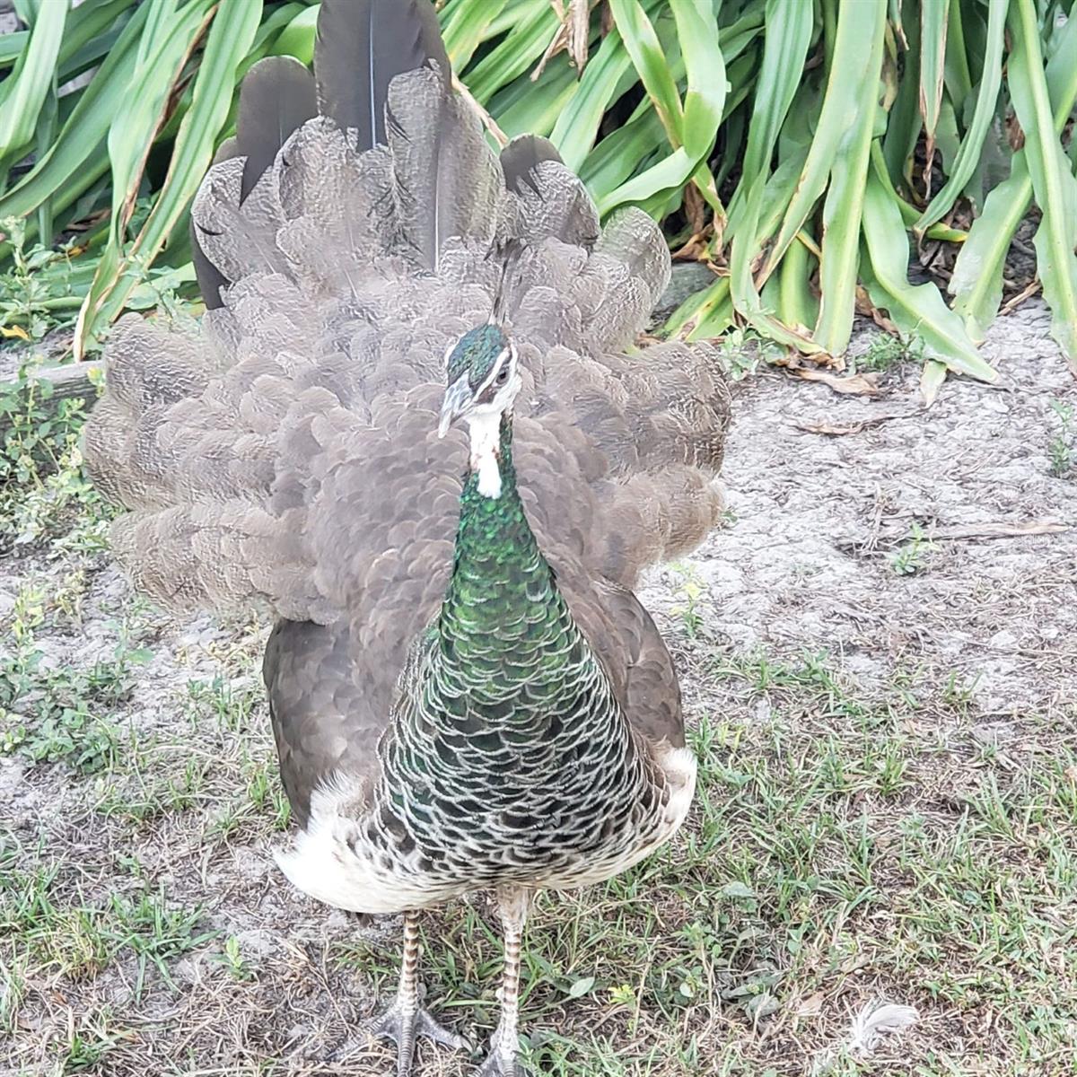 1890 NW 167TH PL, TRENTON, FL, 32693