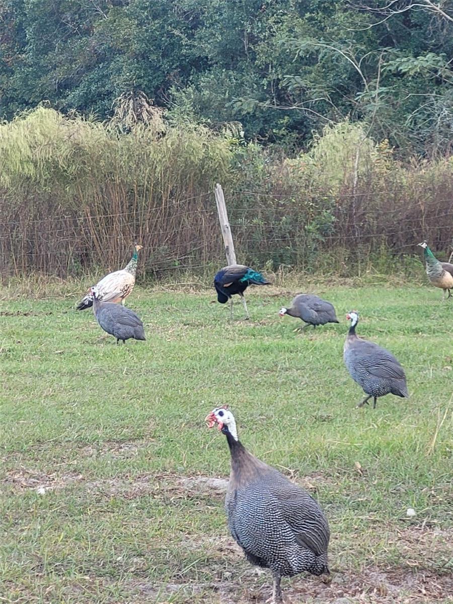 1890 NW 167TH PL, TRENTON, FL, 32693