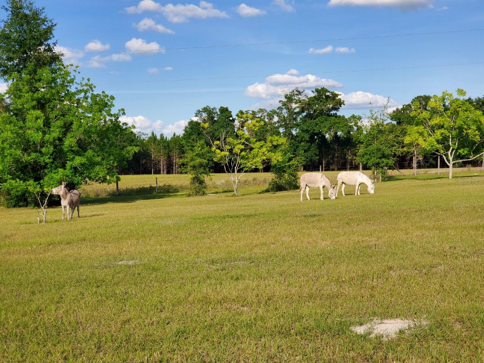 1890 NW 167TH PL, TRENTON, FL, 32693