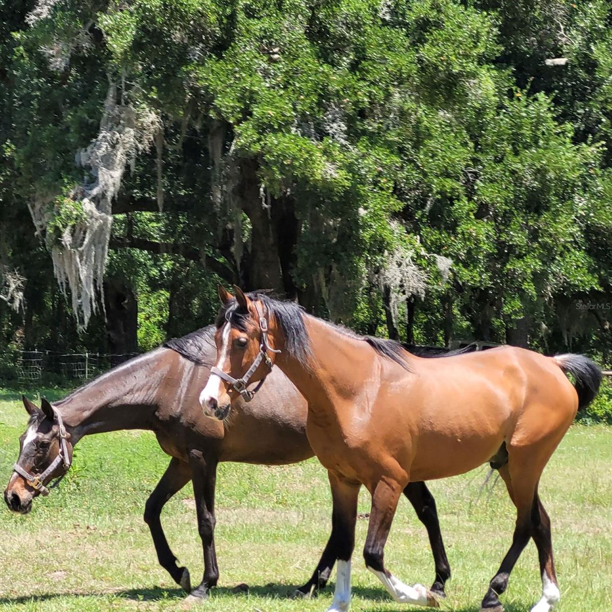 1890 NW 167TH PL, TRENTON, FL, 32693