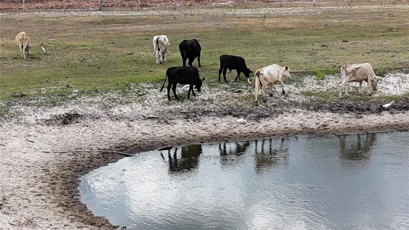 17341 BALFOUR TER, FORT MYERS, FL, 33913