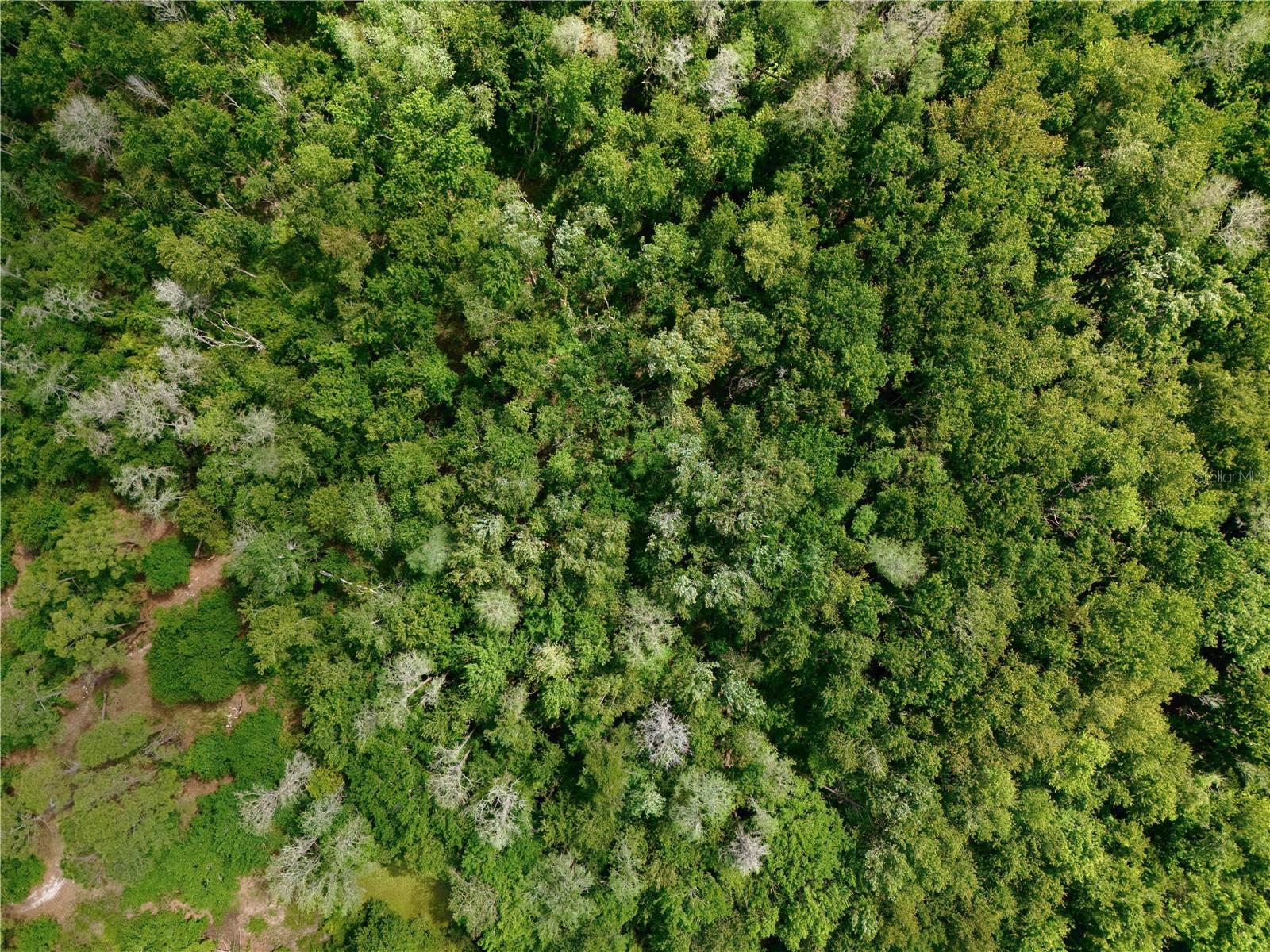 HICKORY TREE ROAD, ST CLOUD, FL, 34772