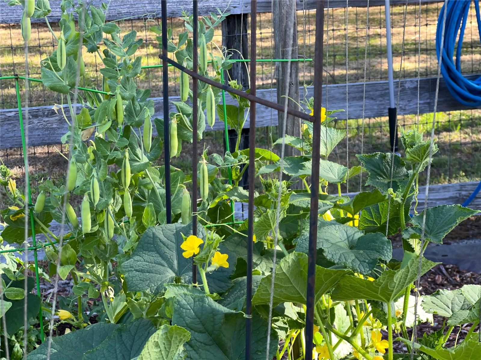 32510 WOLF BRANCH LN, SORRENTO, FL, 32776