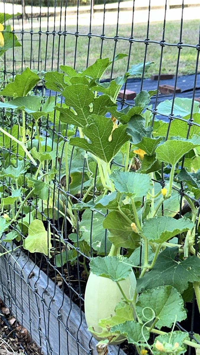 32510 WOLF BRANCH LN, SORRENTO, FL, 32776