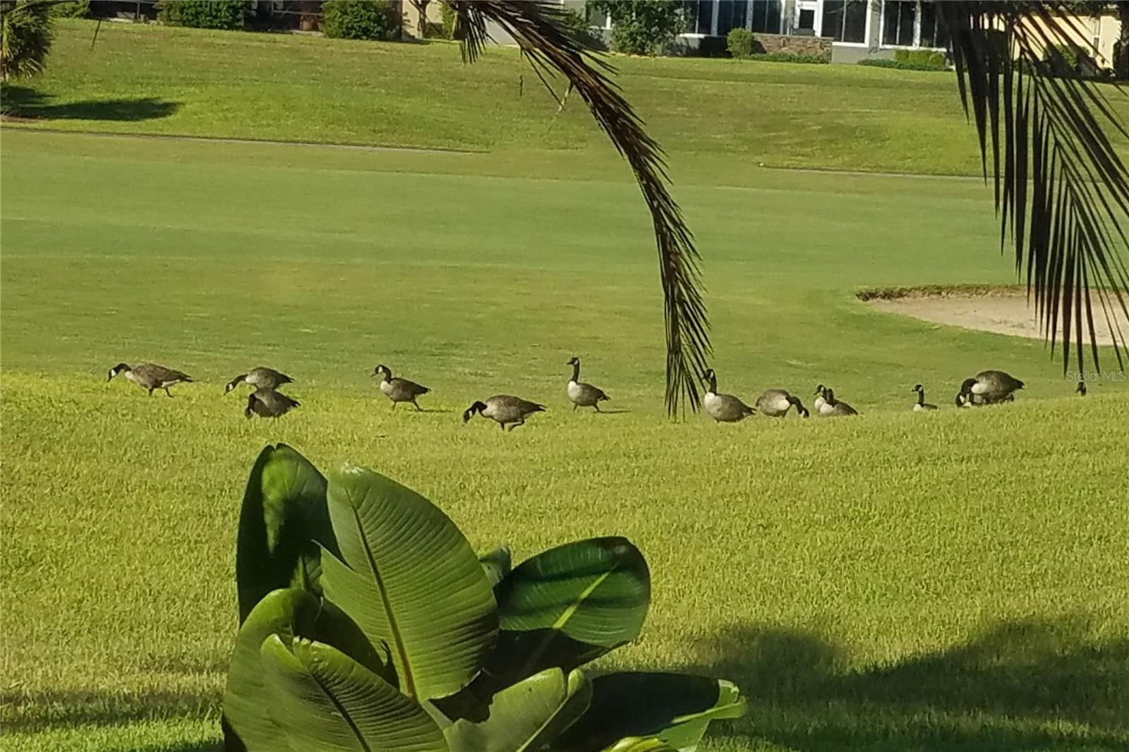 6816 SW 95TH CIR, OCALA, FL, 34481