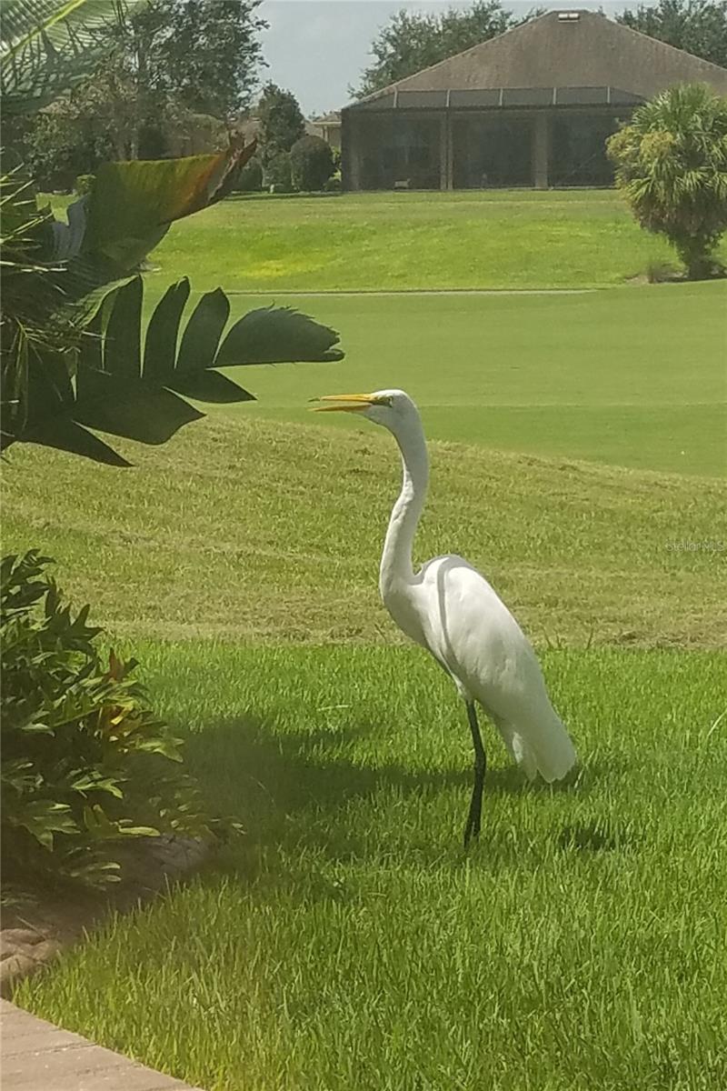 6816 SW 95TH CIR, OCALA, FL, 34481