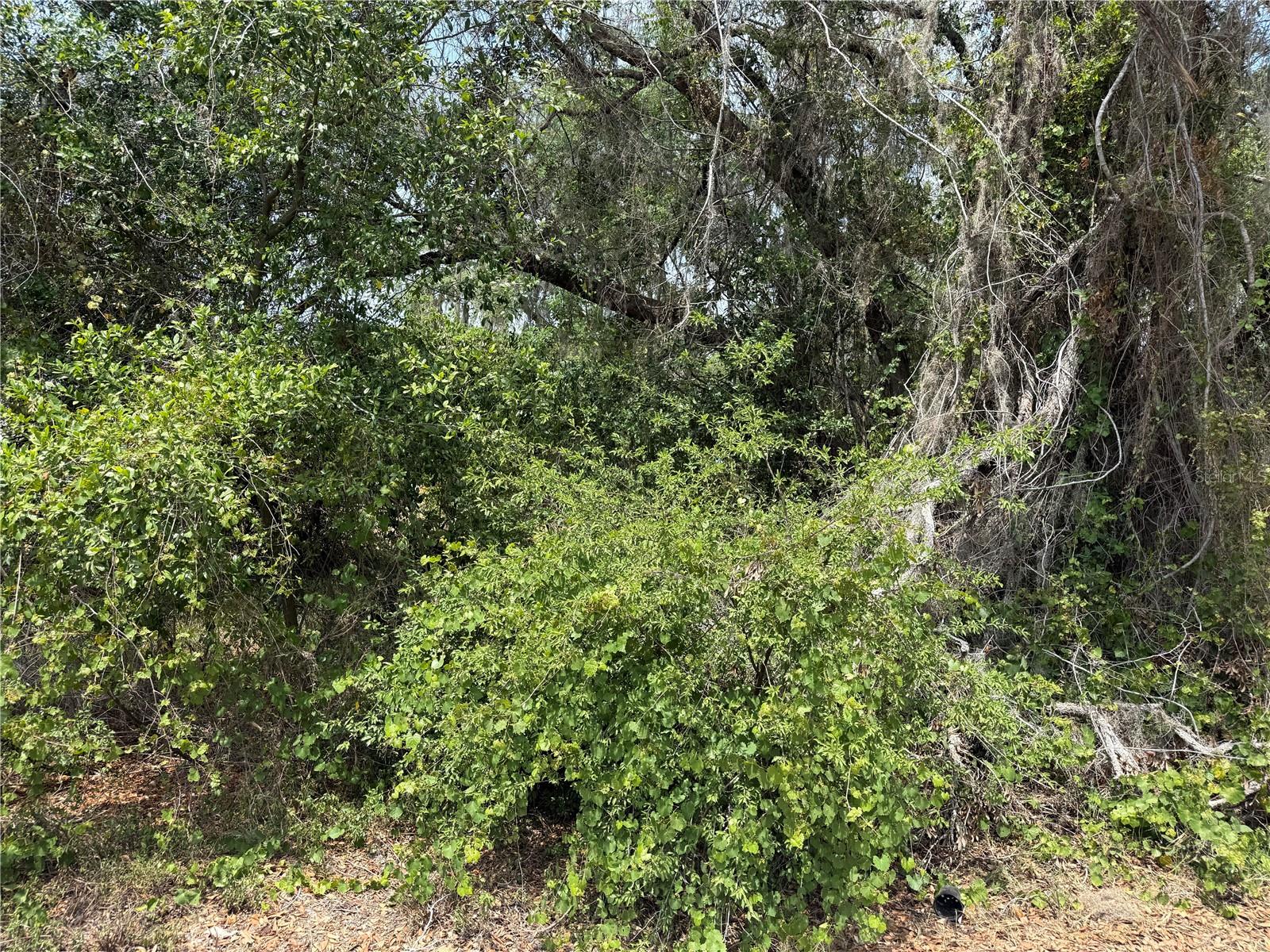 Vacant Land NW 8TH TRL, LAKE PANASOFFKEE, FL, 33538