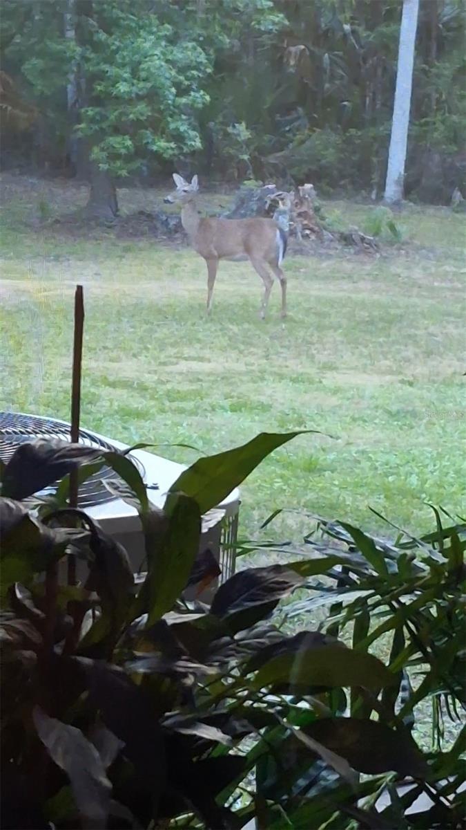 48 AZALEE AVE, INGLIS, FL, 34449