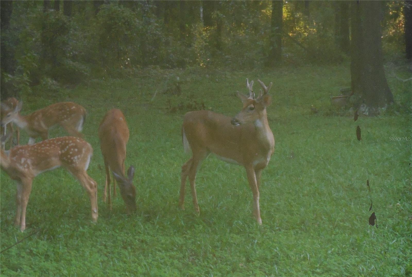 23225 NW COUNTY RD. 236, HIGH SPRINGS, FL, 32643