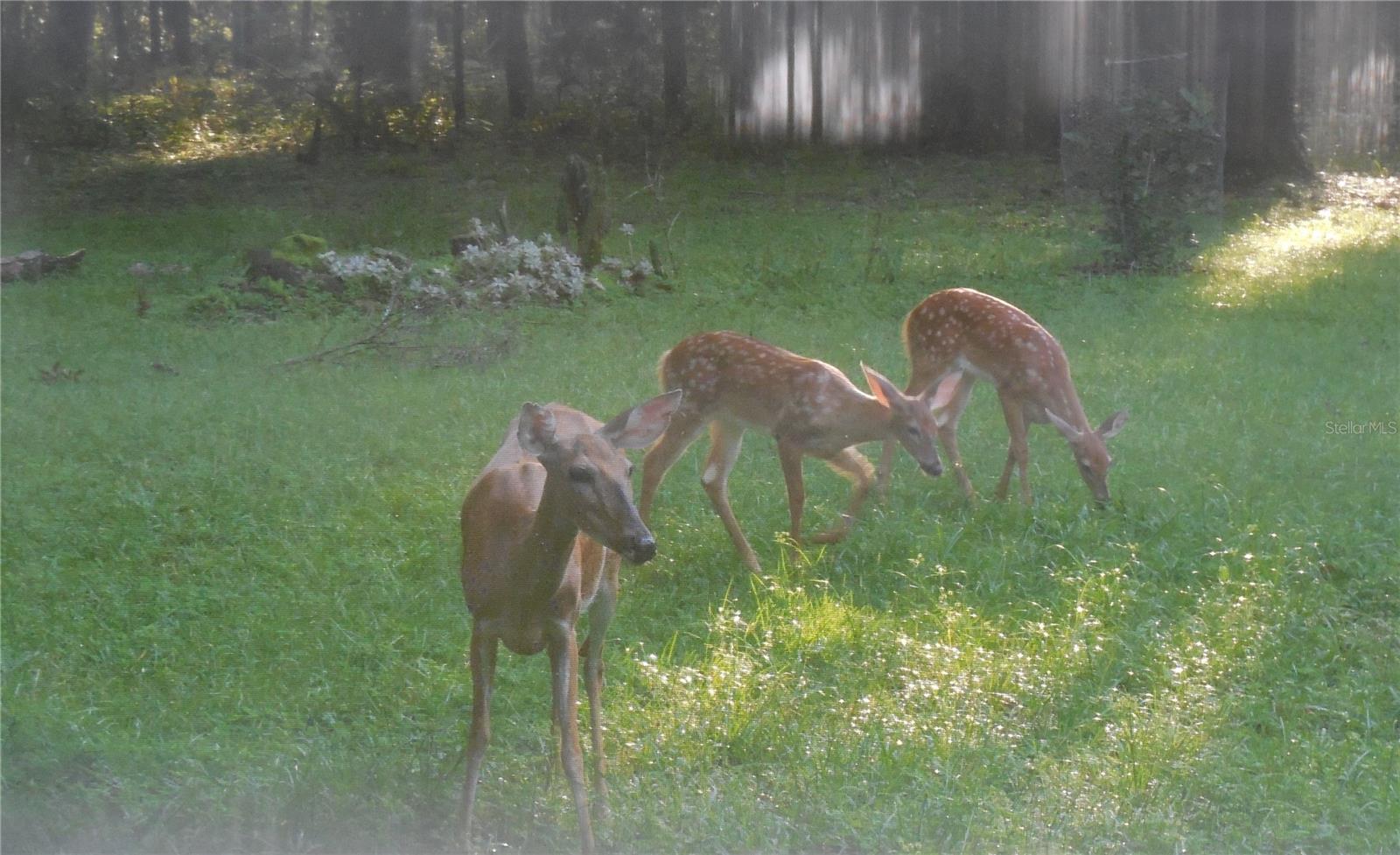 23225 NW COUNTY RD. 236, HIGH SPRINGS, FL, 32643